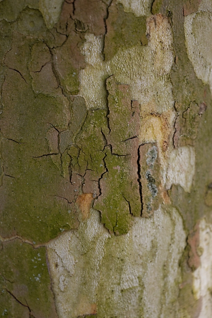 Jardin des Impressionnistes-MAI14-108